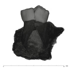 UW101-1685 Homo naledi LRDM1 buccal