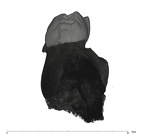 UW101-1685 Homo naledi LRDM1 mesial