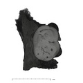 UW101-1685 Homo naledi LRDM1 occlusal