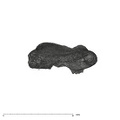 UW101-1686 Homo naledi LRDM2 root apical