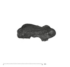 UW101-1686 Homo naledi LRDM2 root apical