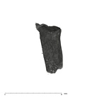 UW101-1686 Homo naledi LRDM2 root buccolingual