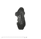 UW101-1686 Homo naledi LRDM2 root occlusal