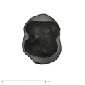 UW101-1686 Homo naledi LRMD2 crown apical