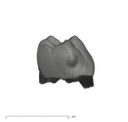 UW101-1686 Homo naledi LRMD2 crown distal
