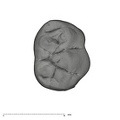 UW101-1686 Homo naledi LRMD2 crown occlusal