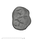 UW101-1686 Homo naledi LRMD2 crown occlusal