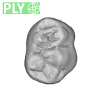 UW101-1686 Homo naledi LRMD2 crown ply
