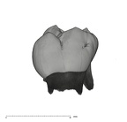 UW101-1687 Homo naledi URDM2 lingual