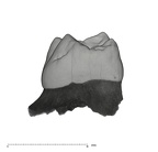 UW101-1687 Homo naledi URDM2 mesial