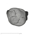 UW101-1687 Homo naledi URDM2 occlusal