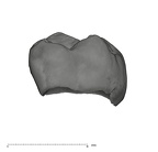 UW101-1688 Homo naledi URM1 buccal