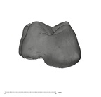 UW101-1688 Homo naledi URM1 distal
