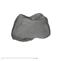 UW101-1688 Homo naledi URM1 mesial