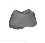 UW101-1688 Homo naledi URM1 mesial