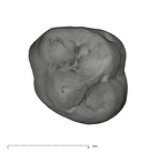 UW101-1688 Homo naledi URM1 occlusal