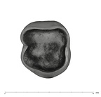 UW101-1689 Homo naledi LRM1 apical