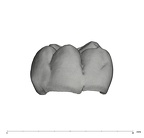 UW101-1689 Homo naledi LRM1 buccal