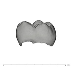 UW101-1689 Homo naledi LRM1 lingual