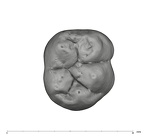 UW101-1689 Homo naledi LRM1 occlusal