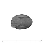 UW101-182 Homo naledi UP apical