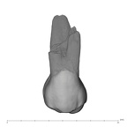 UW101-182 Homo naledi UP buccal