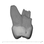 UW101-182 Homo naledi UP distal