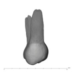 UW101-182 Homo naledi UP lingual