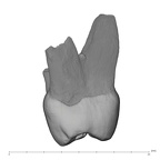 UW101-182 Homo naledi UP mesial
