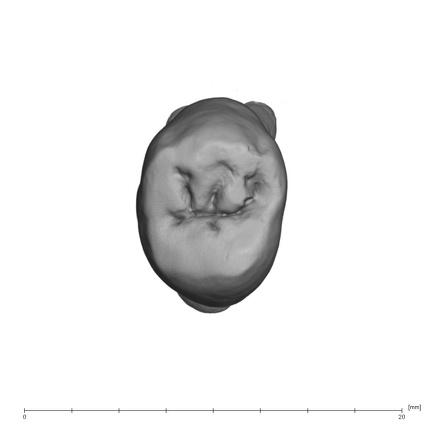 UW101-182 Homo naledi UP occlusal 2