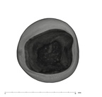 UW101-184 Homo naledi LLP4 apical