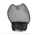 UW101-184 Homo naledi LLP4 mesial