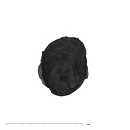 UW101-245 Homo naledi LRC apical
