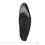 UW101-245 Homo naledi LRC distal