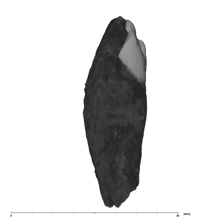 UW101-245 Homo naledi LRC mesial