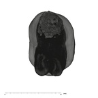 UW101-277 Homo naledi ULP4 apical