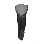 UW101-277 Homo naledi ULP4 buccal