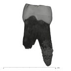 UW101-277 Homo naledi ULP4 distal