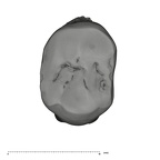 UW101-277 Homo naledi ULP4 occlusal