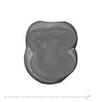 UW101-284 Homo naledi LLM2 apical