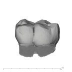 UW101-284 Homo naledi LLM2 buccal