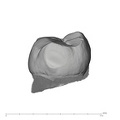 UW101-284 Homo naledi LLM2 distal
