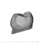 UW101-284 Homo naledi LLM2 distal