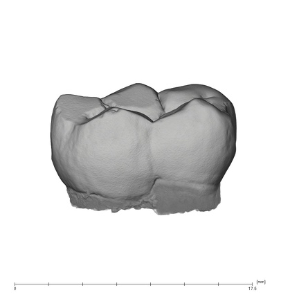 UW101-284 Homo naledi LLM2 lingual