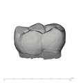 UW101-284 Homo naledi LLM2 lingual