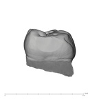 UW101-284 Homo naledi LLM2 mesial