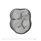 UW101-284 Homo naledi LLM2 occlusal