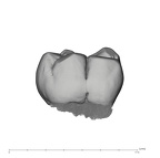 UW101-285 Homo naledi LRM1 buccal