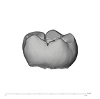 UW101-285 Homo naledi LRM1 lingual