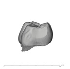UW101-285 Homo naledi LRM1 mesial